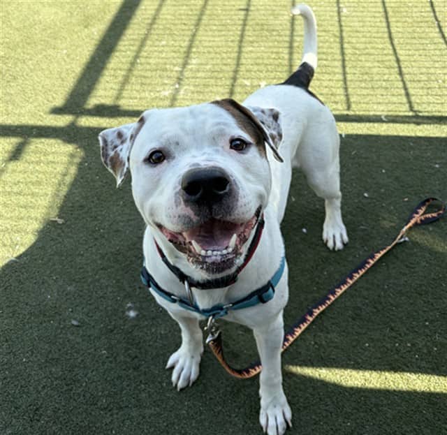 CHANCE - American Bulldog available for adoption at Ottawa Humane Society in Ottawa