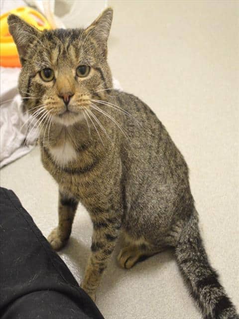 GALILEO - Domestic Shorthair cat available for adoption at Ottawa Humane Society in Ottawa