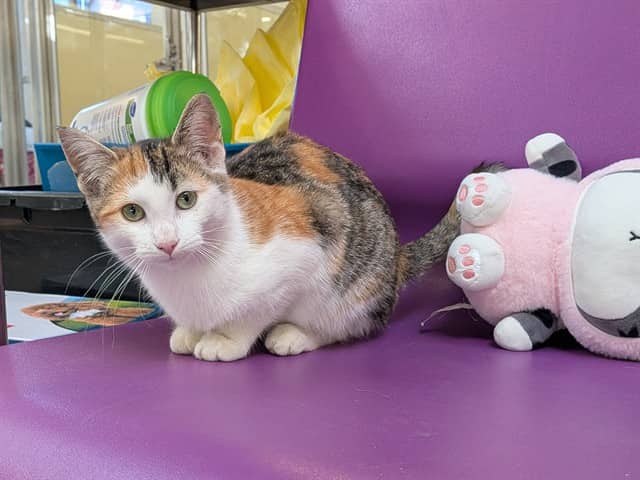 RASPBERRY - Domestic Shorthair cat available for adoption at City of Toronto Animal Services in Toronto