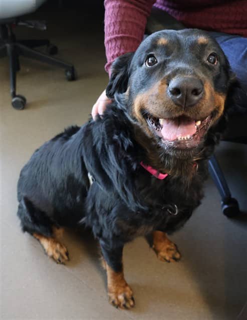 BRENDA - Rottweiler available for adoption