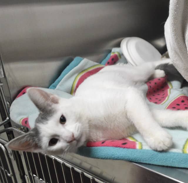 GRETCHEN - Domestic Shorthair cat available for adoption at Ottawa Humane Society in Ottawa