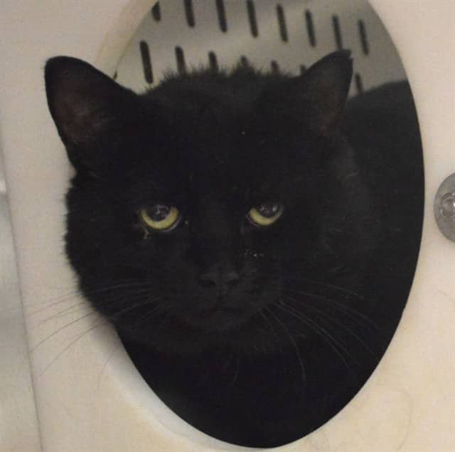 FETTY WAP - Domestic Shorthair cat available for adoption at Ottawa Humane Society in Ottawa