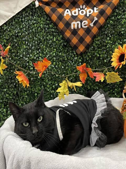 MORTICIA - Domestic Shorthair cat available for adoption at Saskatoon Animal Control Agency in Saskatoon