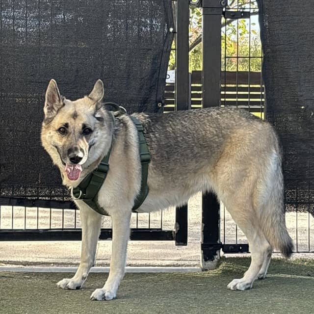 ZEFI - German Shepherd Dog available for adoption in Ontario