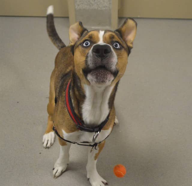 WALDO - American Bulldog mix available for adoption at Ottawa Humane Society in Ottawa