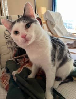 WOLFGANG - Domestic Shorthair cat available for adoption at Ottawa Humane Society in Ottawa