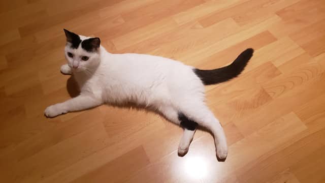 KALLIE - Domestic Shorthair available for adoption