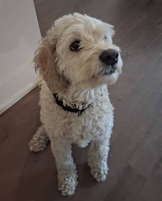 JOJO - Spaniel Am Cock and Poodle - Miniature available for adoption