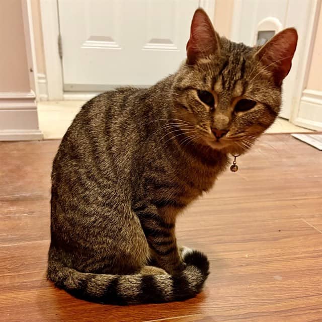 MAGNUS - Domestic Shorthair cat available for adoption at Ottawa Humane Society in Ottawa