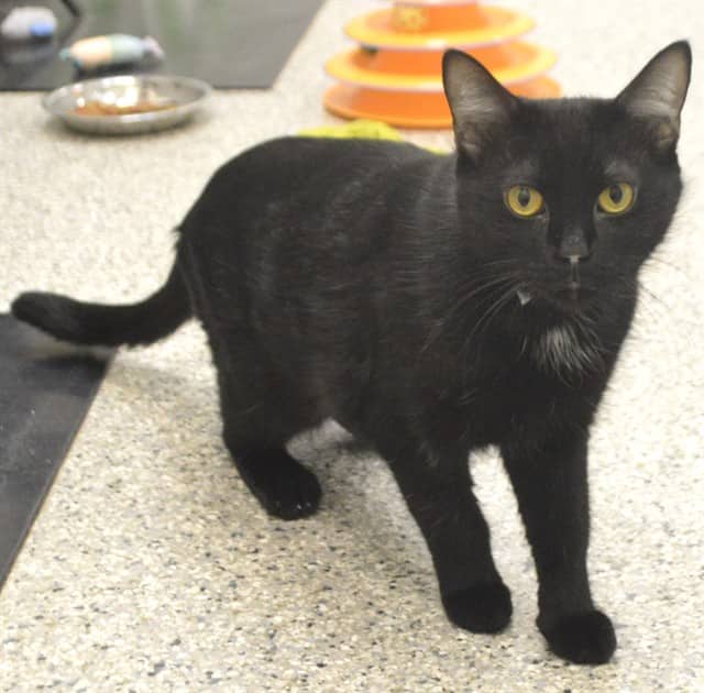 POTATO - Domestic Shorthair cat available for adoption at Ottawa Humane Society in Ottawa