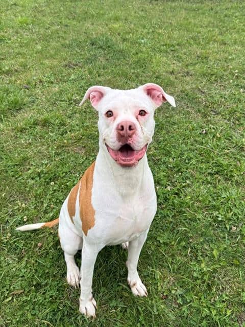DOLLY - American Bulldog available for adoption at City of Toronto Animal Services in Toronto