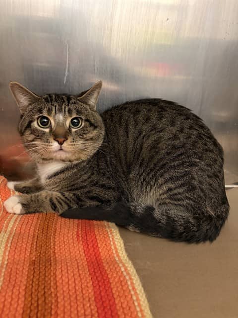 MR. BEAN - Domestic Shorthair cat available for adoption at City of Toronto Animal Services in Toronto