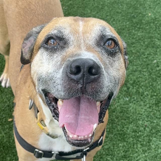 REMINGTON - Boxer mix available for adoption in Ontario