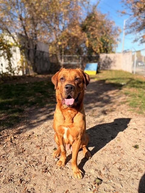 CLIFFORD - Bullmastiff and Labrador Retriever available for adoption at City of Toronto Animal Services in Toronto