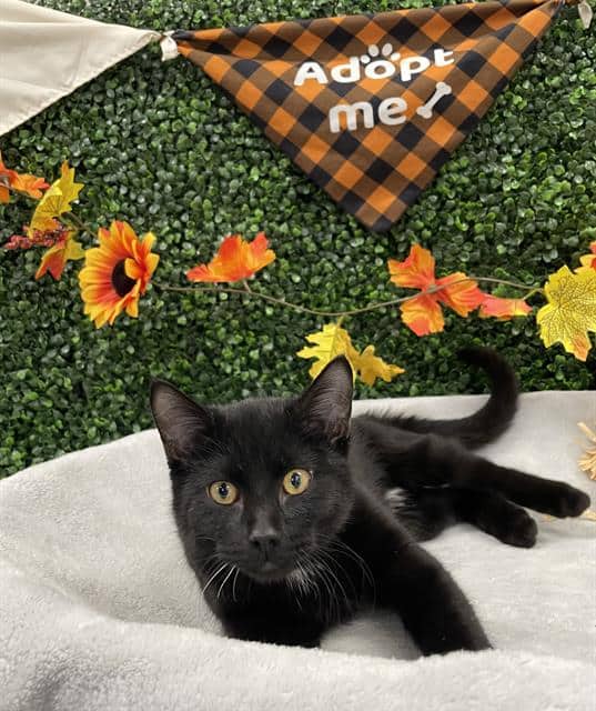 GHOUL - Domestic Shorthair cat available for adoption at Saskatoon Animal Control Agency in Saskatoon