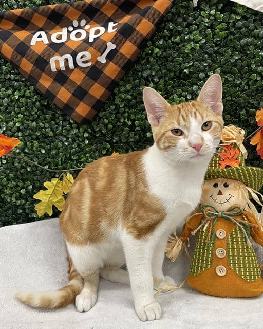 BOO - Domestic Shorthair cat available for adoption at Saskatoon Animal Control Agency in Saskatoon