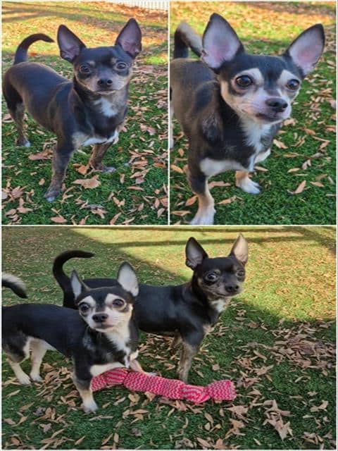 GYPSY - Chihuahua - Smooth Coated available for adoption at City of Toronto Animal Services in Toronto