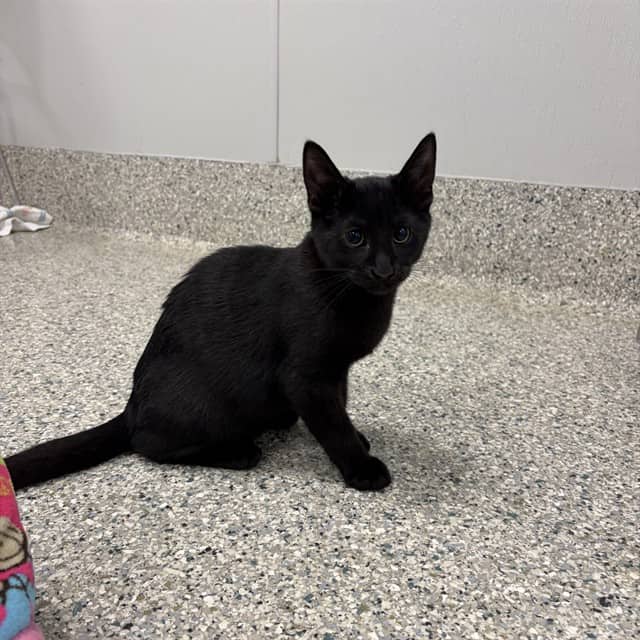RUPERT - Domestic Shorthair available for adoption