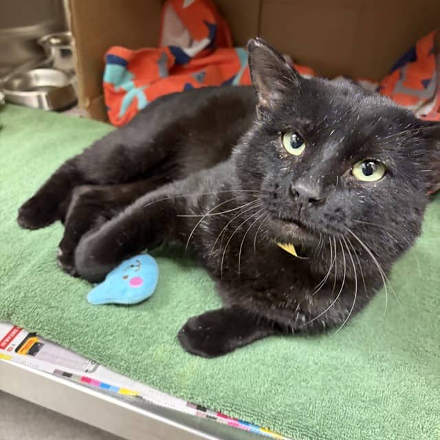 ELVIS - Domestic Shorthair cat available for adoption at Ottawa Humane Society in Ottawa