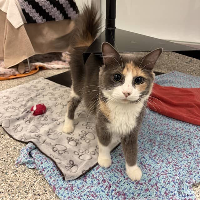 CHARLIE - Domestic Shorthair cat available for adoption at Ottawa Humane Society in Ottawa