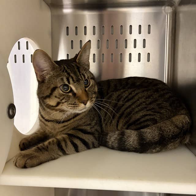 SIMBA - Domestic Shorthair cat available for adoption at Ottawa Humane Society in Ottawa
