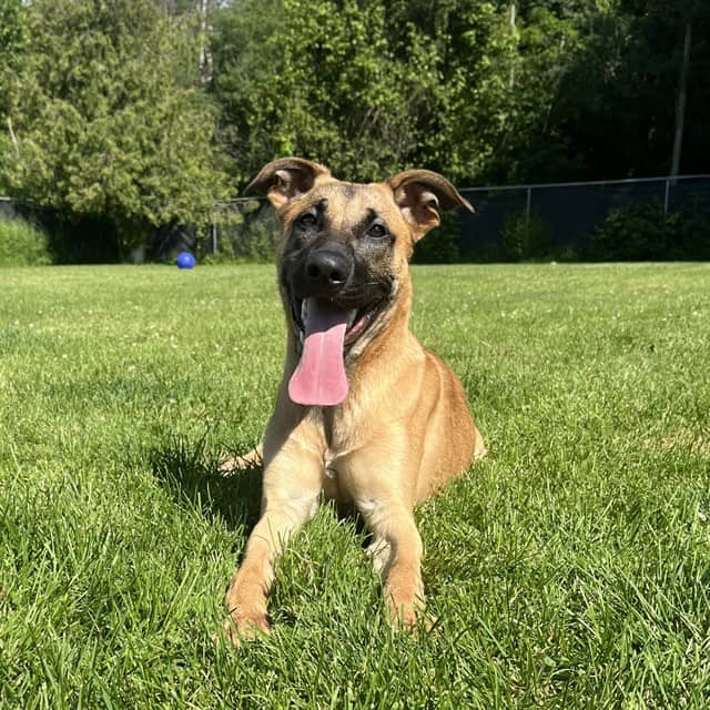 BENNY - Belgian Malinois mix available for adoption in Ontario