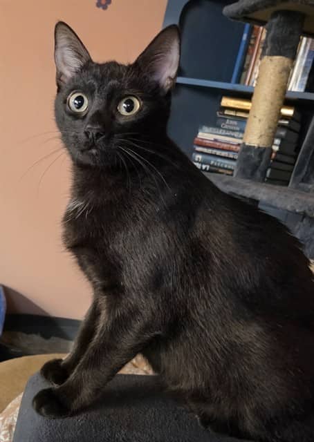 RUBY - Domestic Shorthair cat available for adoption at Ottawa Humane Society in Ottawa