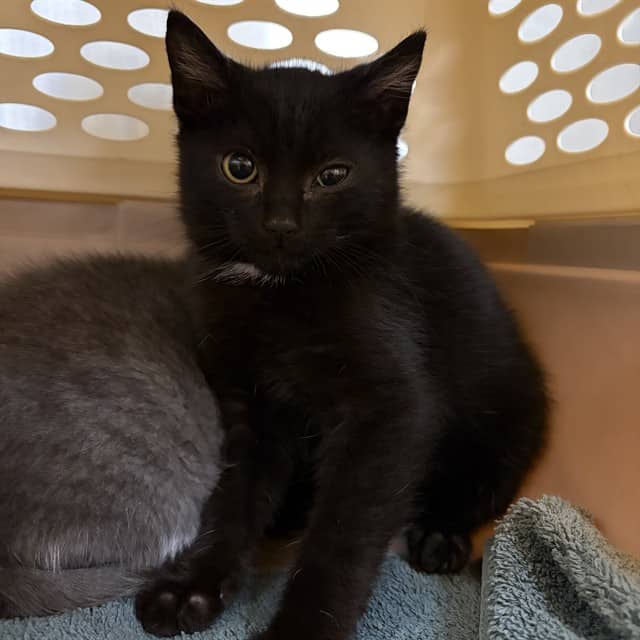 JJ - Domestic Shorthair available for adoption