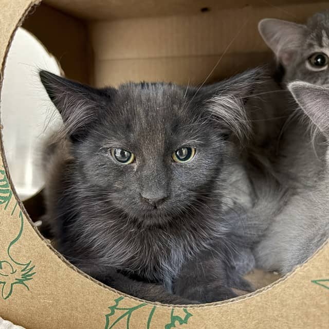STEVIE - Domestic Mediumhair cat available for adoption at Ottawa Humane Society in Ottawa