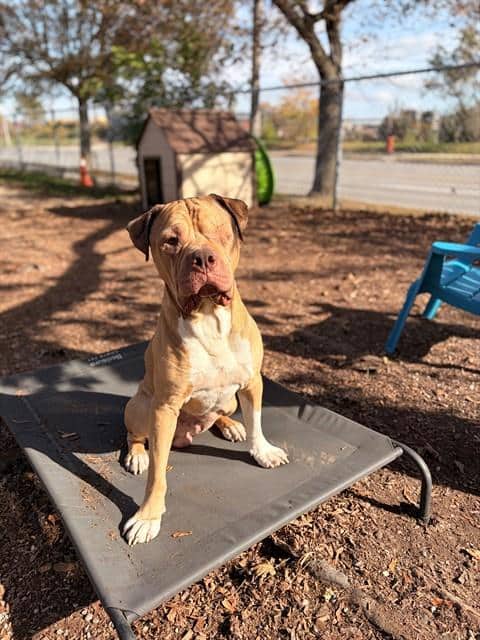 KOBE - American Bulldog available for adoption at City of Toronto Animal Services in Toronto