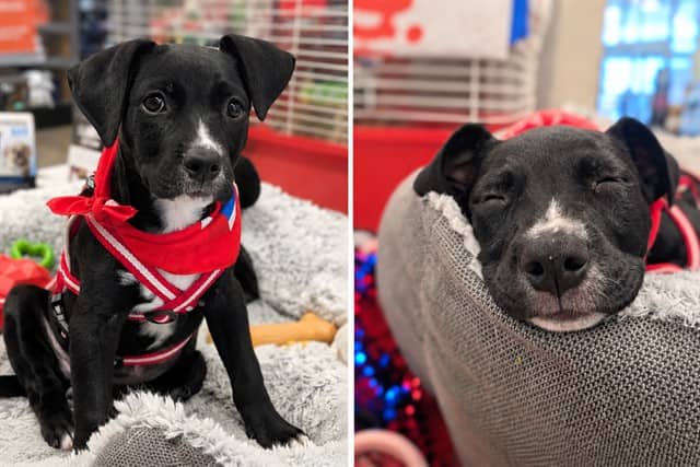 LILY - Labrador Retriever mix available for adoption at City of Toronto Animal Services in Toronto