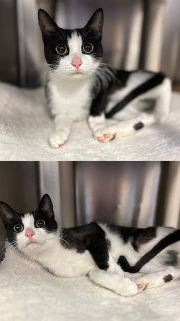 LUNA - Domestic Shorthair available for adoption