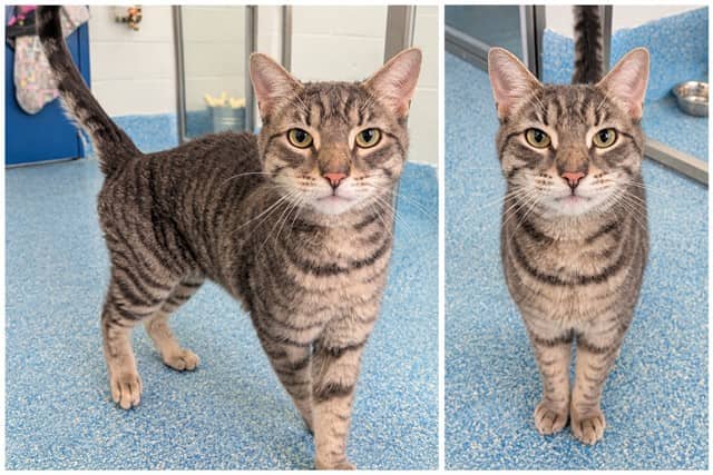 CLOUDY - Domestic Shorthair cat available for adoption at City of Toronto Animal Services in Toronto