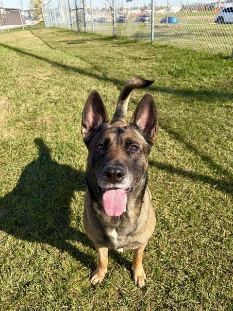 LYLA - Belgian Malinois available for adoption in Ontario