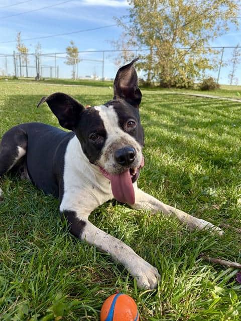 BLANCO - American Bulldog mix available for adoption in Ontario