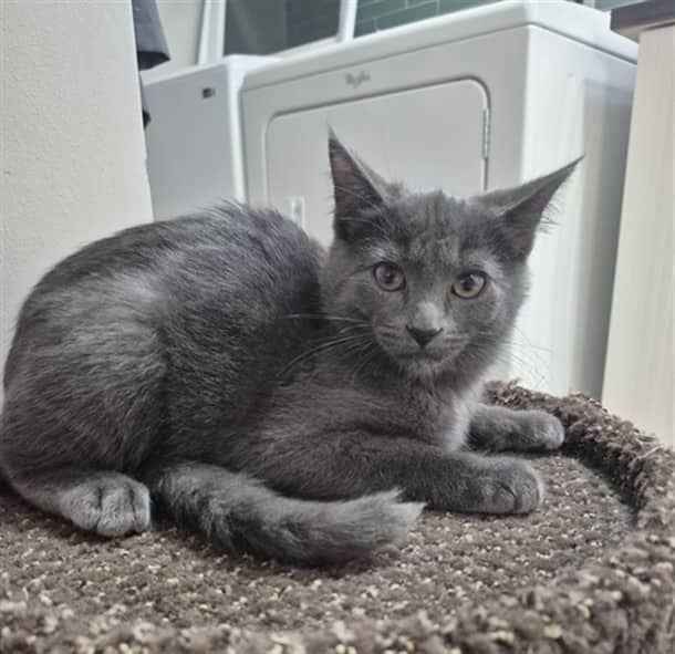 SIMON - Domestic Shorthair available for adoption