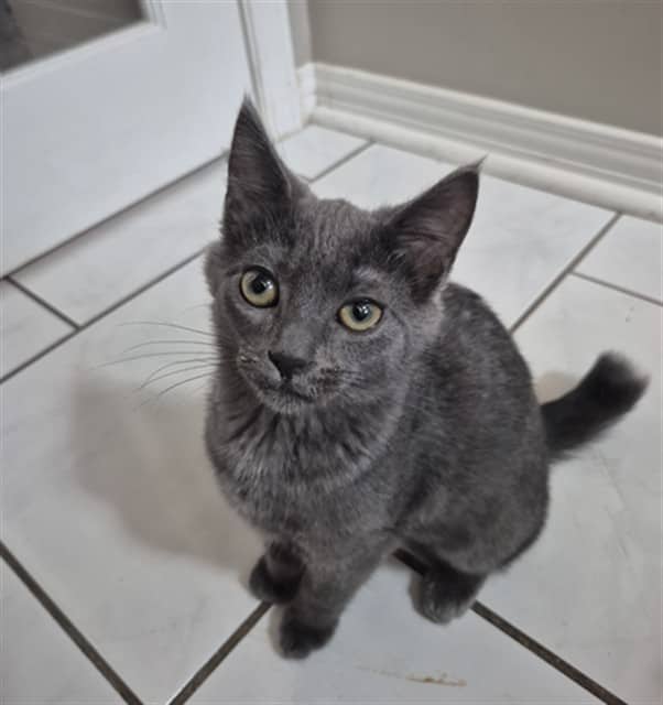 COURTNEY - Domestic Shorthair cat available for adoption at Ottawa Humane Society in Ottawa