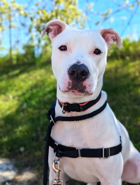 Barney - American Bulldog available for adoption