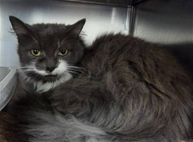 Celestial - Domestic Longhair cat available for adoption at Vaughan Animal Services in Vaughan