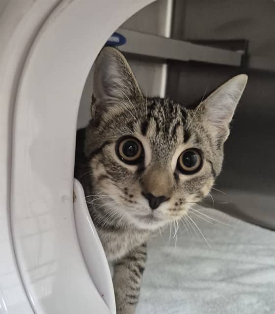 Harry - Domestic Shorthair cat available for adoption at Vaughan Animal Services in Vaughan