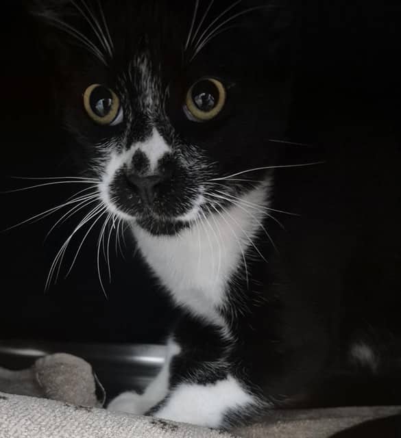 Houdini - Domestic Shorthair available for adoption