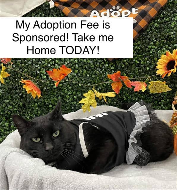 MORTICIA - Domestic Shorthair cat available for adoption in Saskatchewan