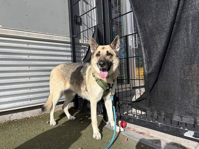 ZEFI - German Shepherd Dog available for adoption