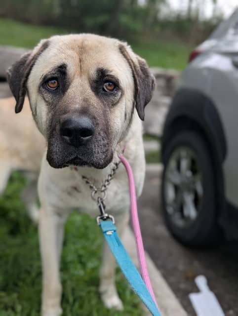 Hansel - Anatolian Shepherd mix available for adoption