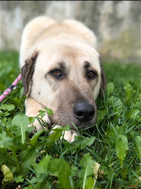 Fayna - Anatolian Shepherd mix available for adoption at Vaughan Animal Services in Vaughan