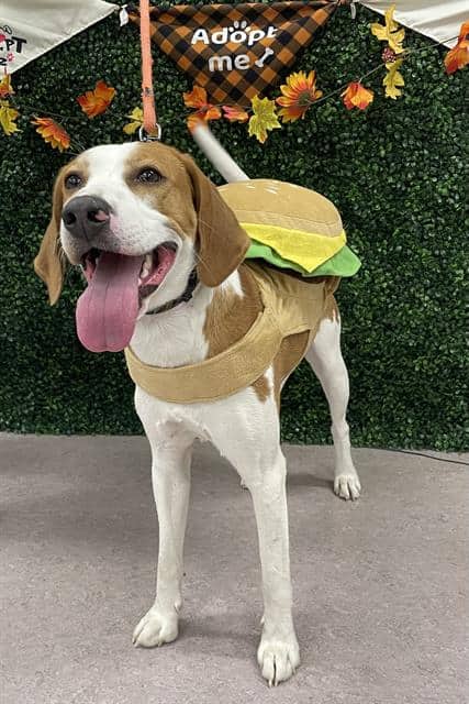 WISHBONE - American Foxhound available for adoption at Saskatoon Animal Control Agency in Saskatoon