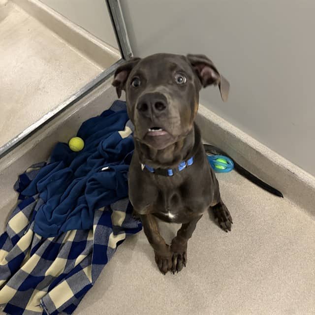 MARTY - Great Dane mix available for adoption at Ottawa Humane Society in Ottawa
