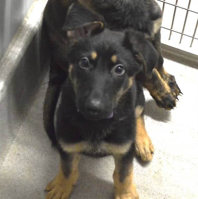 SOKKA - German Shepherd Dog available for adoption