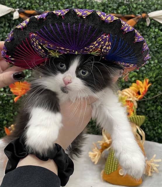 WOBBLES - Domestic Mediumhair cat available for adoption at Saskatoon Animal Control Agency in Saskatoon