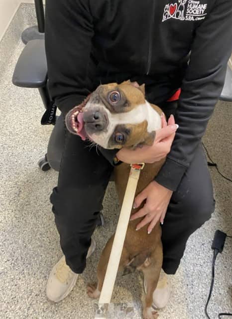 KAYA - Boston Terrier mix available for adoption